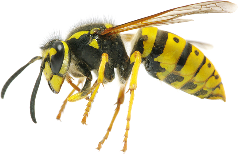 Yellow Black Wasp Side View.png PNG with transparent background