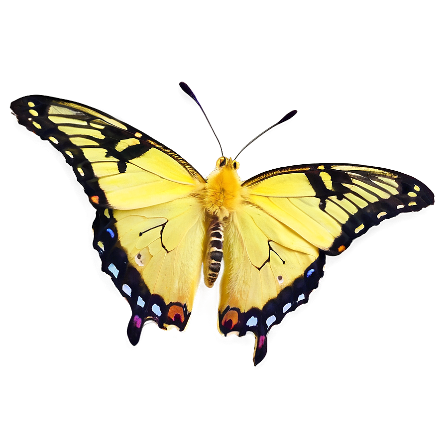 Yellow Butterfly Close-up Png 60