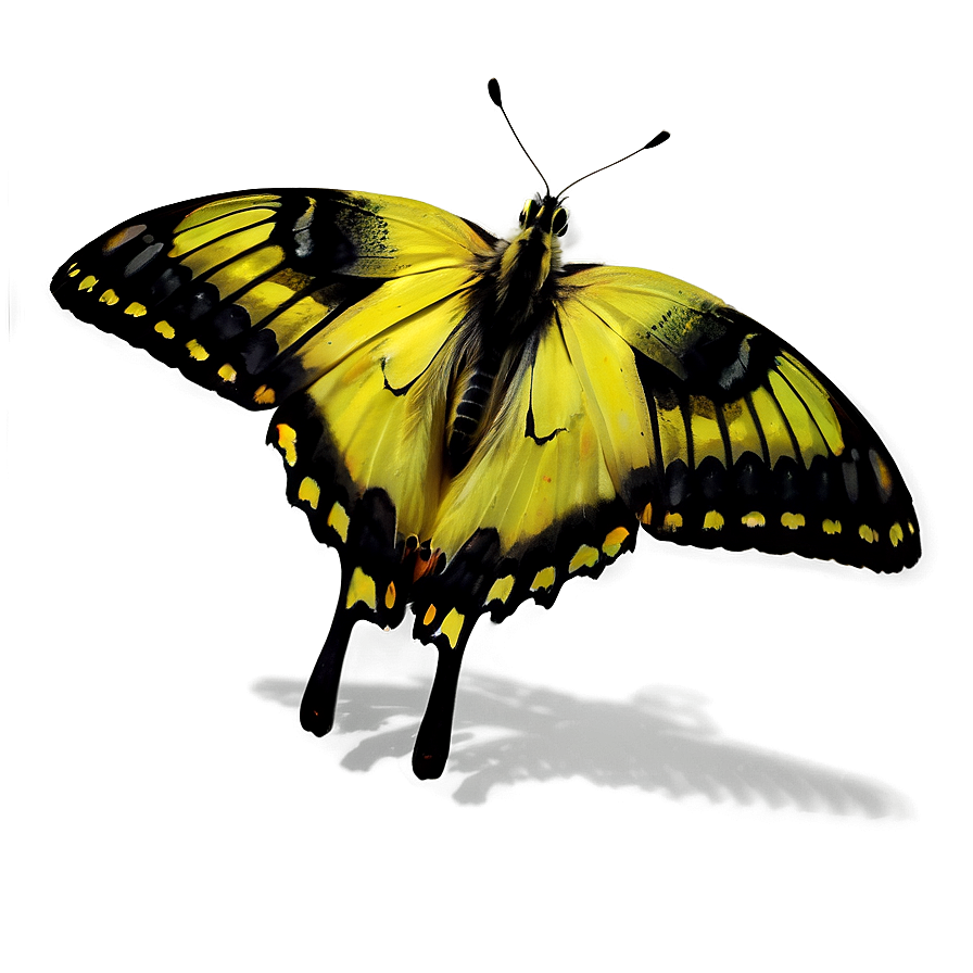 Yellow Butterfly With Shadow Png Jhp84