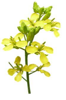 Yellow Canola Flower Against Black Background