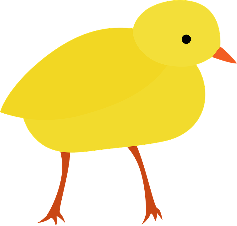Chick, Chicken, Easter, Bird, Nature, Animal, Cute, HD Png Download PNG image with a transparent background, free high-resolution download