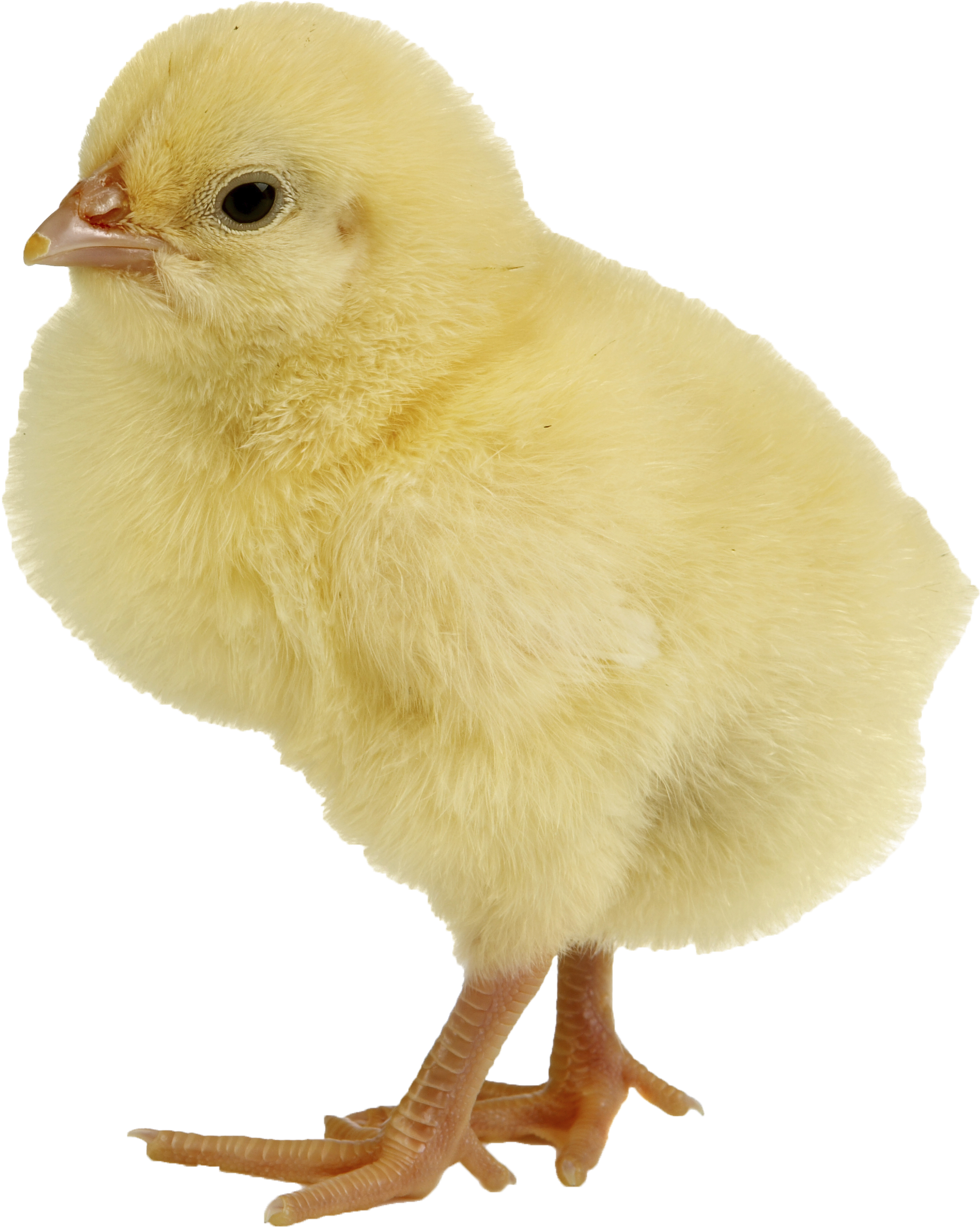 Chicken Png, Transparent Png PNG image with a transparent background, free high-resolution download