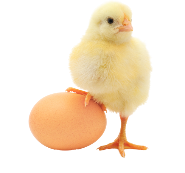 Clip Art Image Of A Baby Chick - Chick Stepping On Egg, HD Png Download PNG image with a transparent background, free high-resolution download