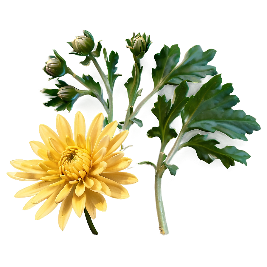 Yellow Chrysanthemum Petals Png 06112024