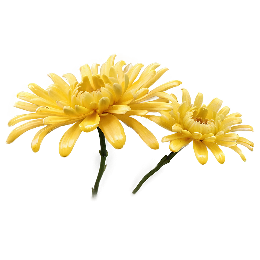 Yellow Chrysanthemum Petals Png 06112024