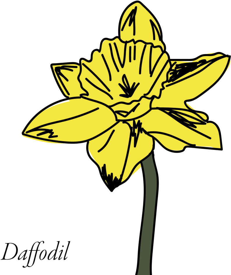 Yellow Daffodil Illustration