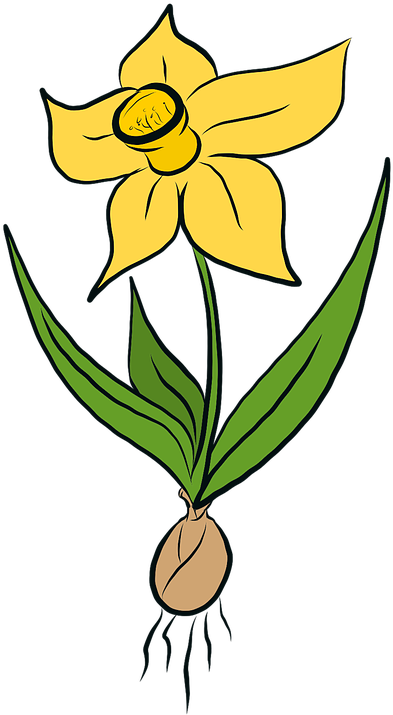 Yellow Daffodil Illustration