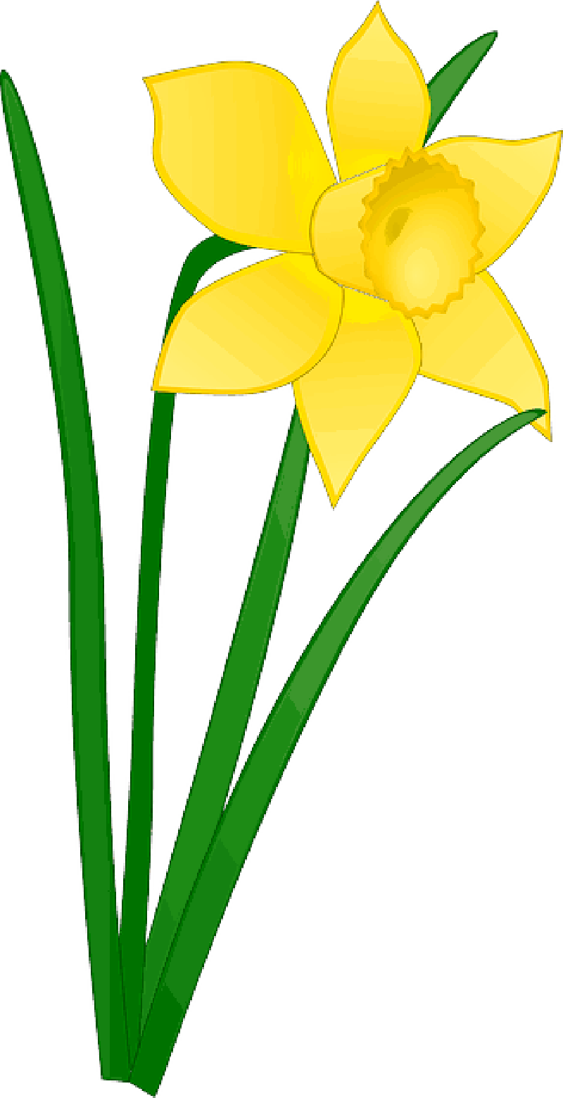 Yellow Daffodil Vector Illustration