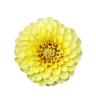 Yellow Dahlia Black Background PNG with transparent background