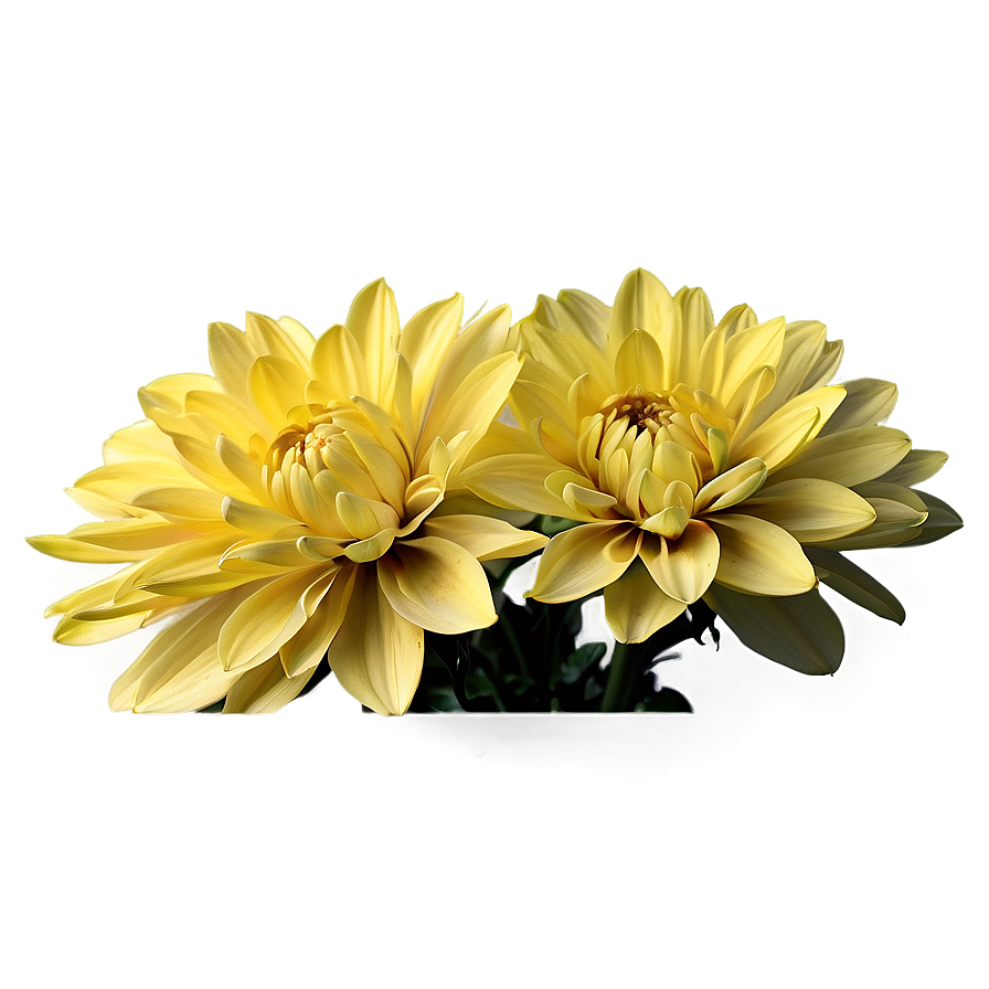 Yellow Dahlia Radiance Png Ecp67