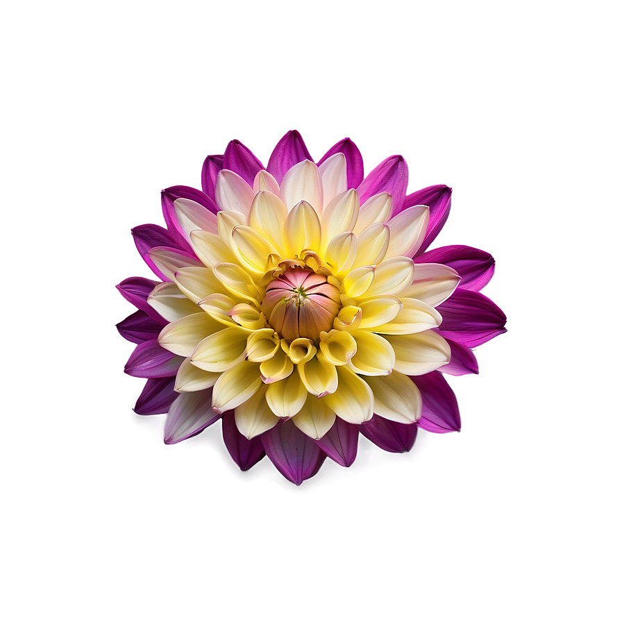 Yellow Dahlia Radiance Png Tfp88