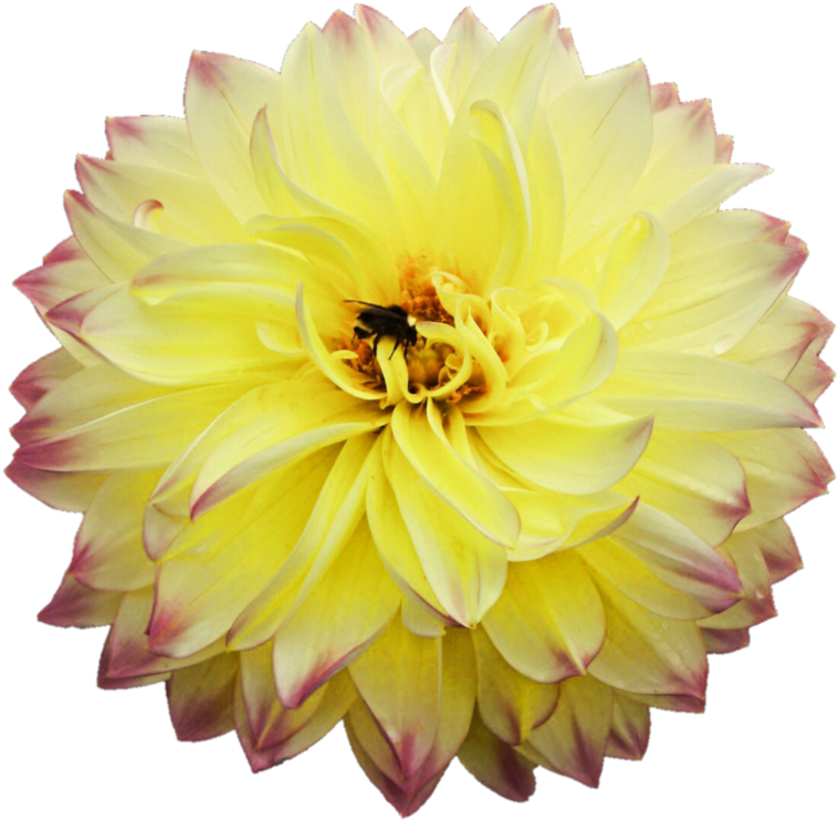 Dahlia Png Picture, Transparent Png PNG with transparent background