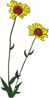 Yellow Daisy Illustration