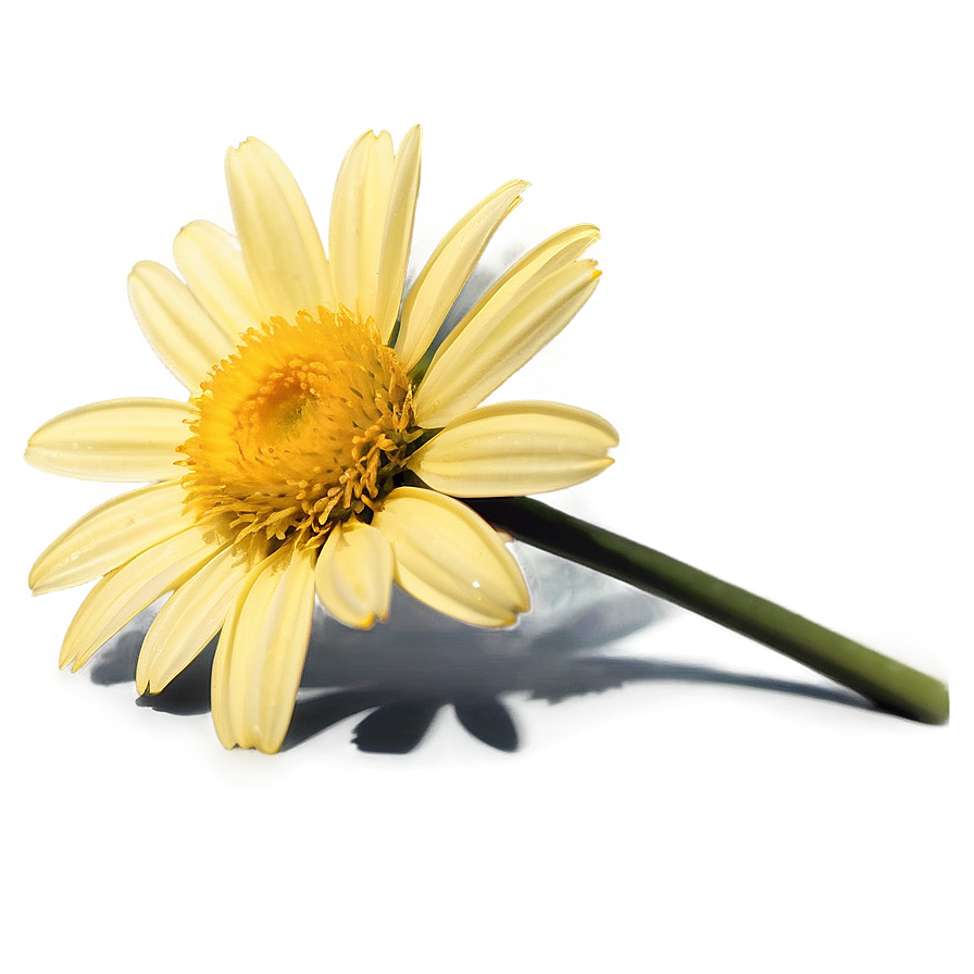 Yellow Daisy In Sunshine Png 64