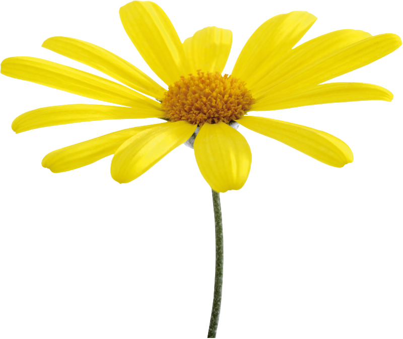 Yellow Daisy Isolatedon Blue Background