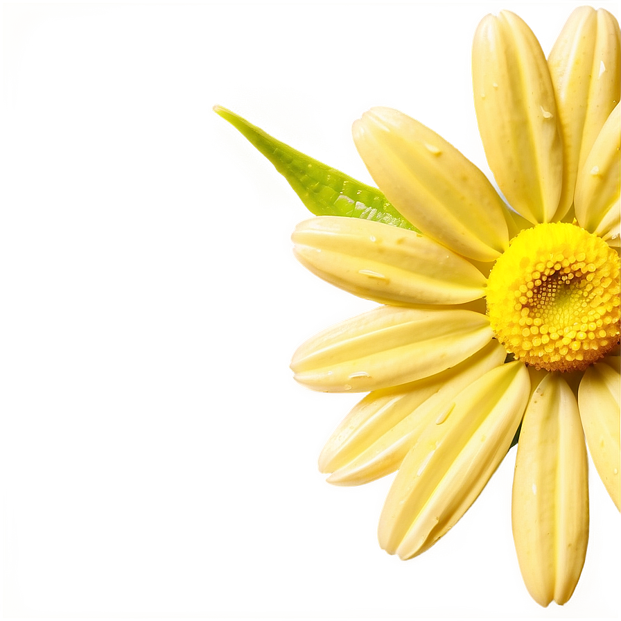 Yellow Daisy Macro Shot Png 39