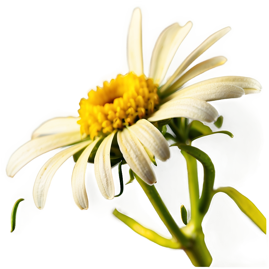 Yellow Daisy Macro Shot Png 58