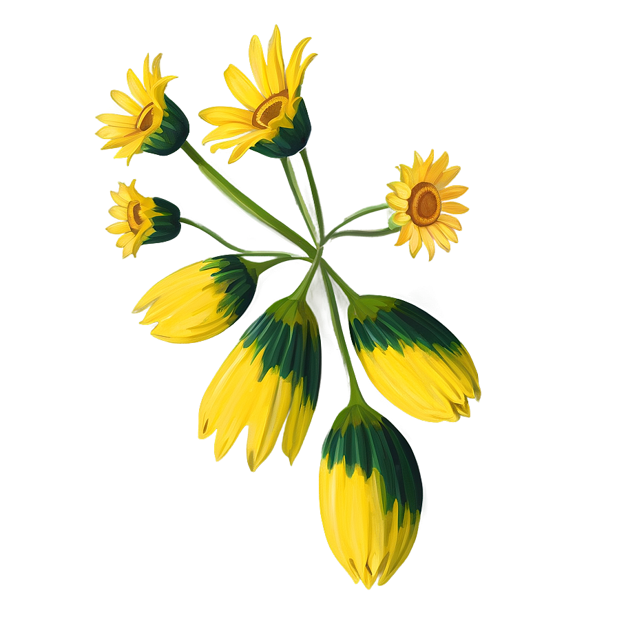 Yellow Daisy Outline Png 65