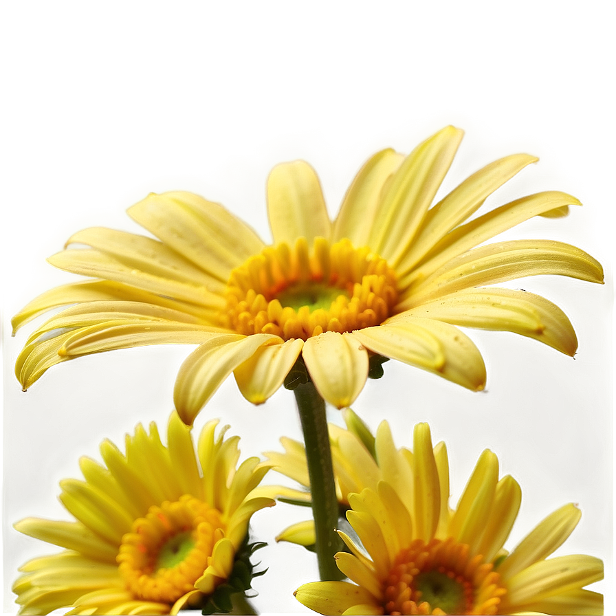 Yellow Daisy Petals Close-up Png Tyw