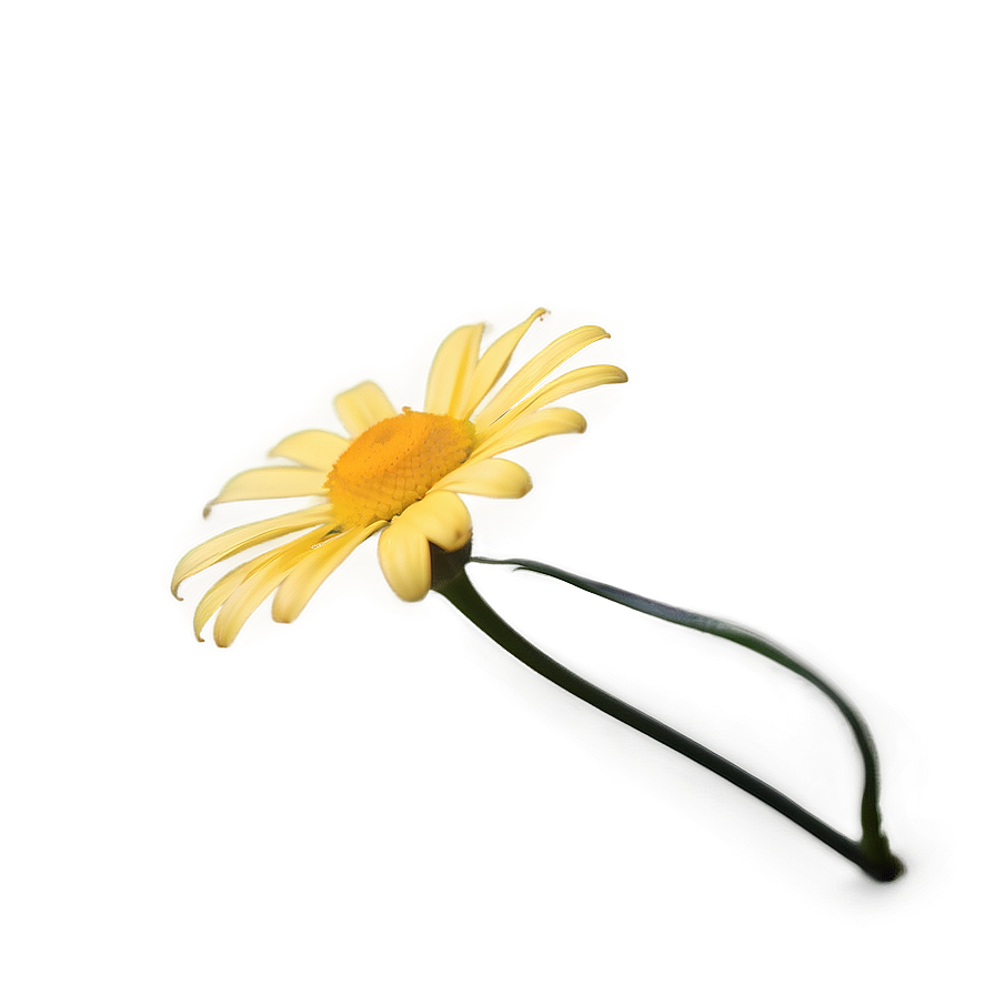 Yellow Daisy Soft Focus Png Cto