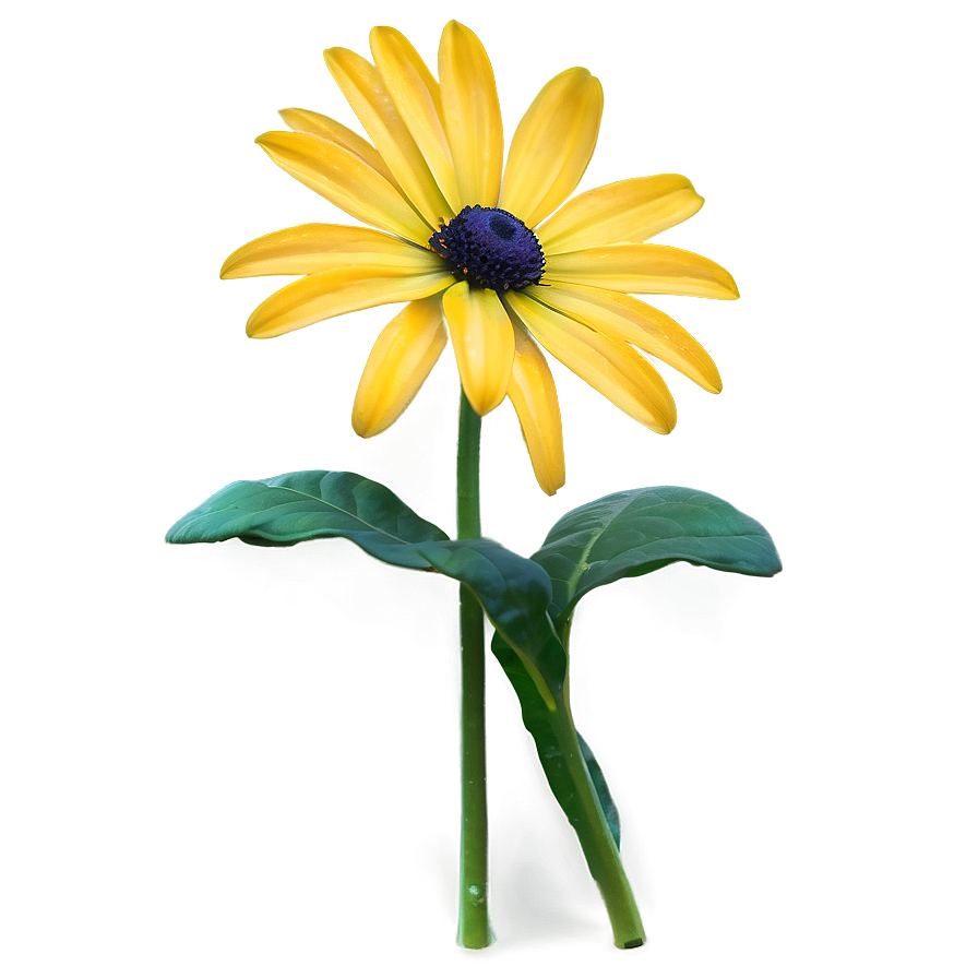 Yellow Daisy With Leaves Png 22