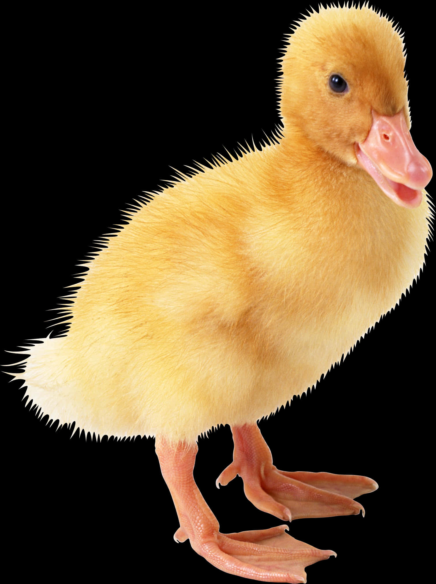 Yellow Duckling Black Background PNG with transparent background