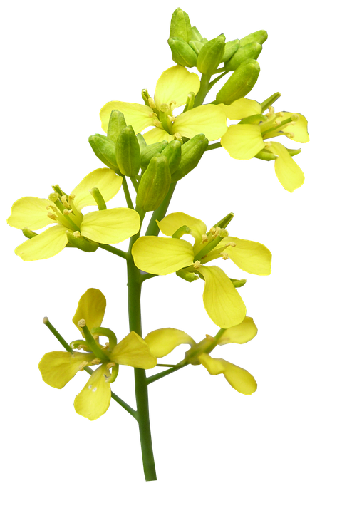 Yellow Flowering Branch Isolated Background