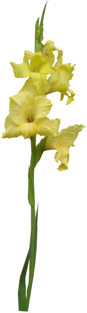 Transparent Gladiolus Png - Yellow Iris Png, Png Download PNG with transparent background