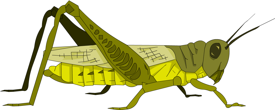 Yellow Grasshopper Illustration.png