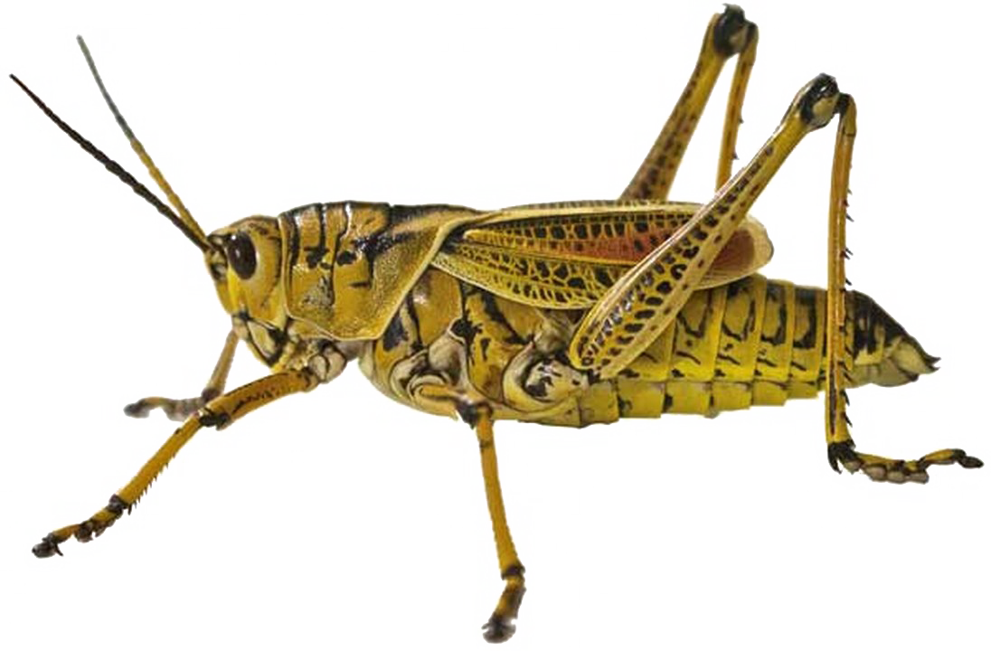 Yellow Grasshopper Isolated Background