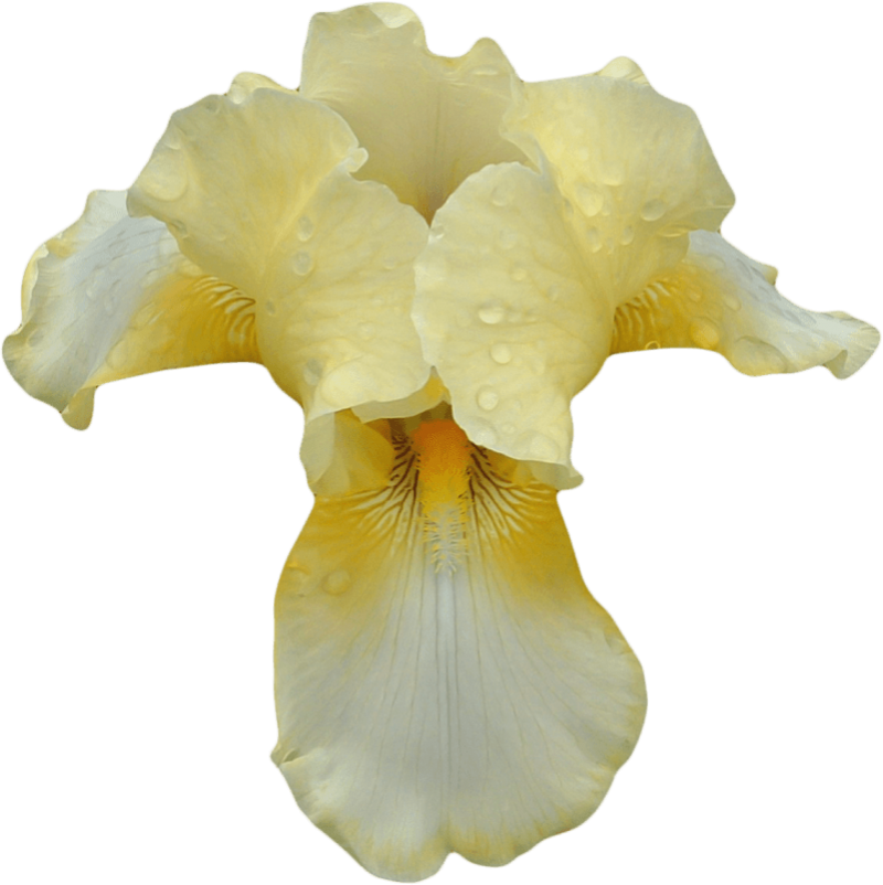 Yellow Iris Flower Transparent Background