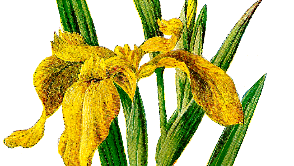 Transparent Iris Flower Png - Transparent Png Iris Flowers, Png Download PNG with transparent background