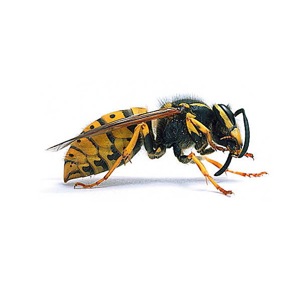 Yellow Jacket Wasp Side View PNG with transparent background