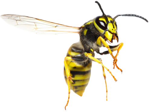 Yellow Jacket Wasp Transparent Background PNG with transparent background