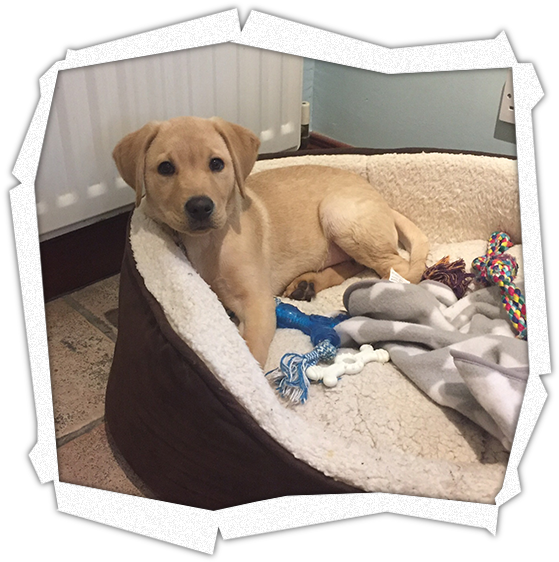 Yellow Labrador Puppyin Bed