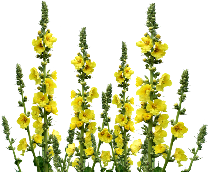 Wild Flowers, Meadow, Wildflo - Wild Flowers Png Transparent, Png Download PNG with transparent background