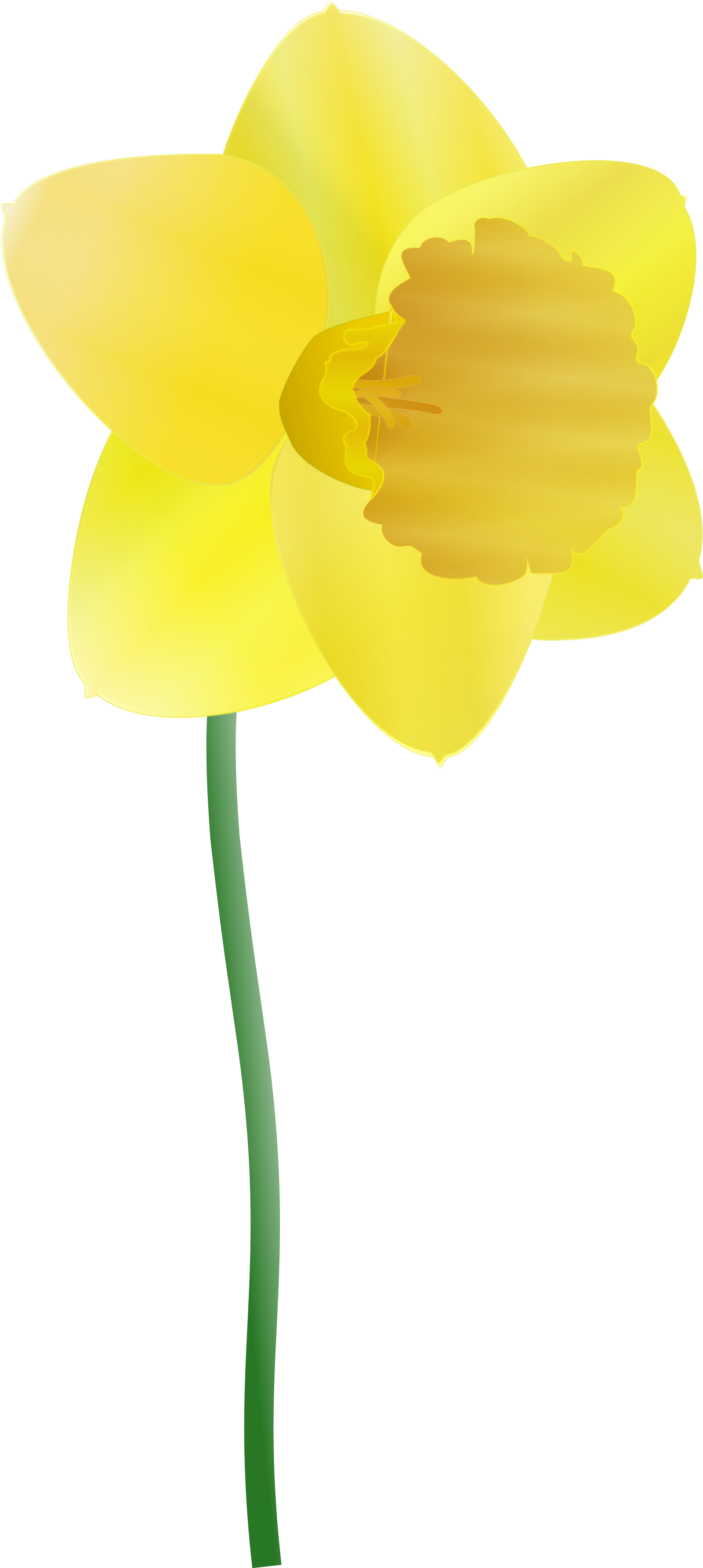 Yellow Narcissus Flower Illustration