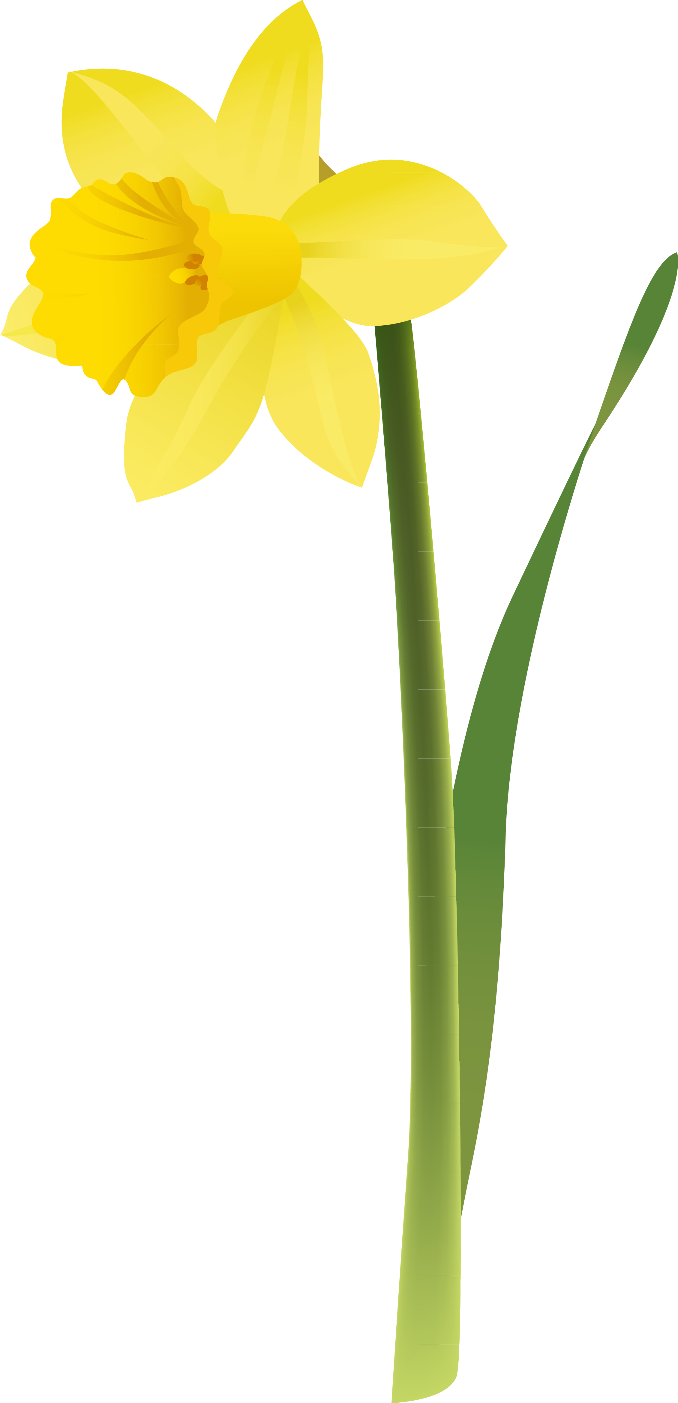 Yellow Narcissus Flower Illustration