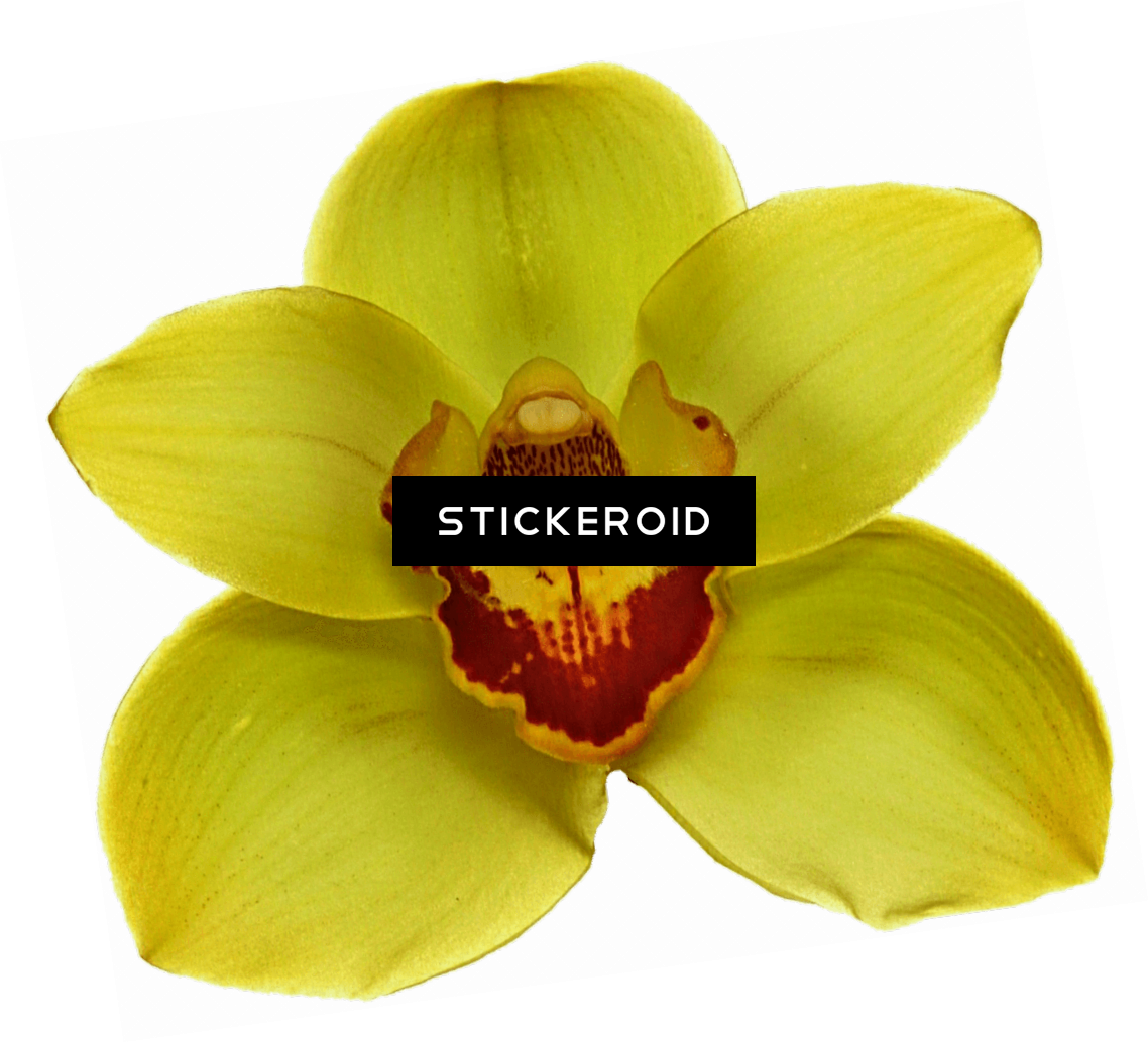 Yellow Orchidwith Watermark