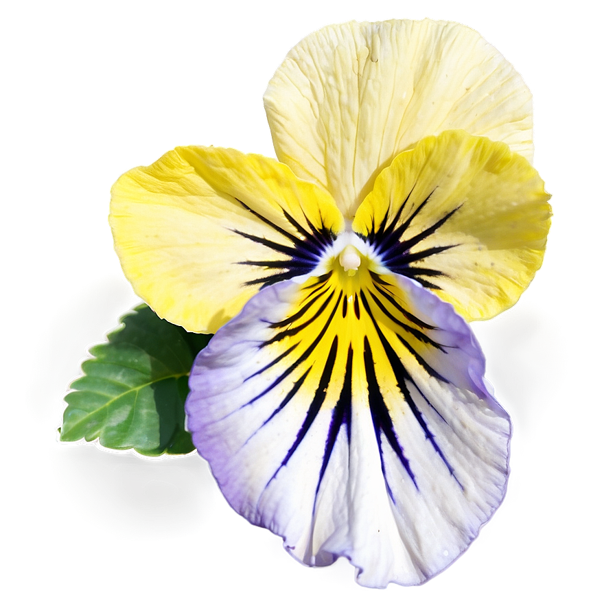 Yellow Pansy PNG how PNG with transparent background