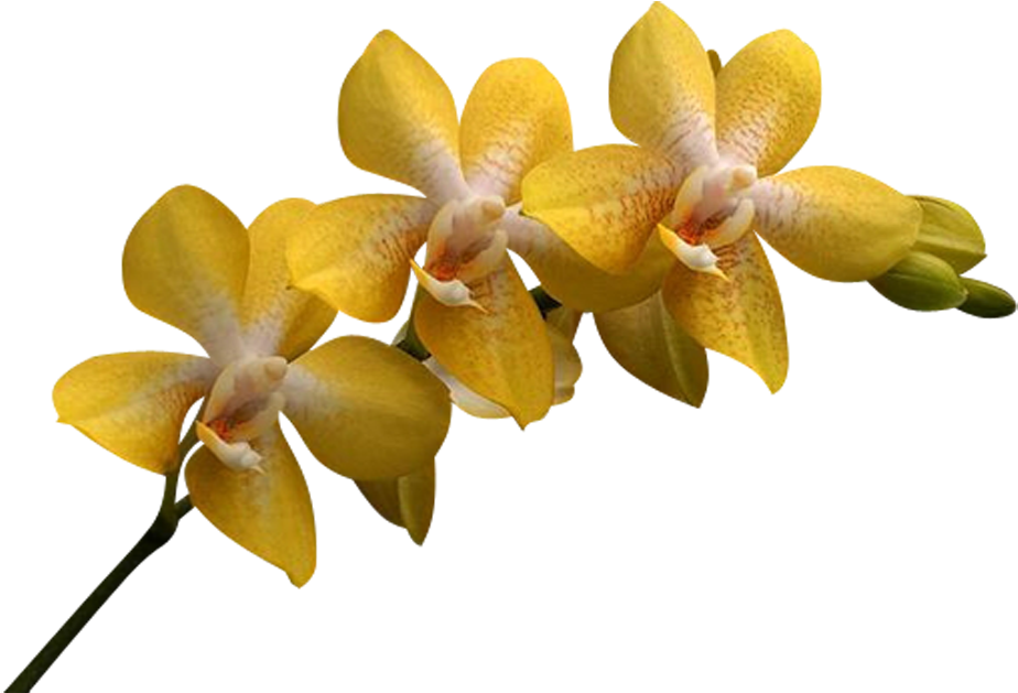 Yellow Orchid Flower Png, Transparent Png PNG with transparent background