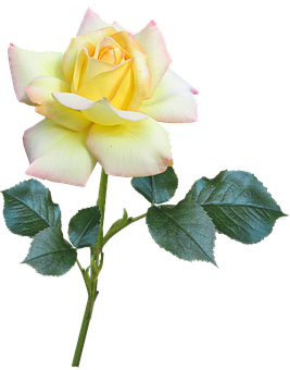 Yellow Pink Rose Black Background