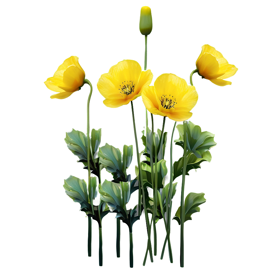 Yellow Poppies Png 06122024