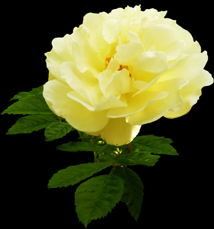 Yellow Rose Black Background PNG with transparent background