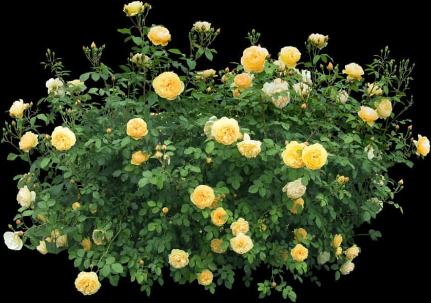 Yellow Rose Bush Black Background