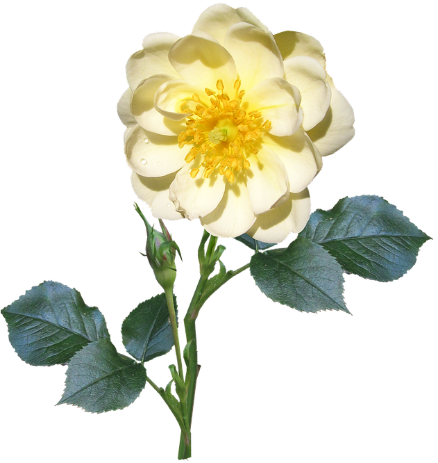 Rose, Stem, Single, White, Flower - Single Flower And Stem, HD Png Download PNG image with a transparent background, free high-resolution download