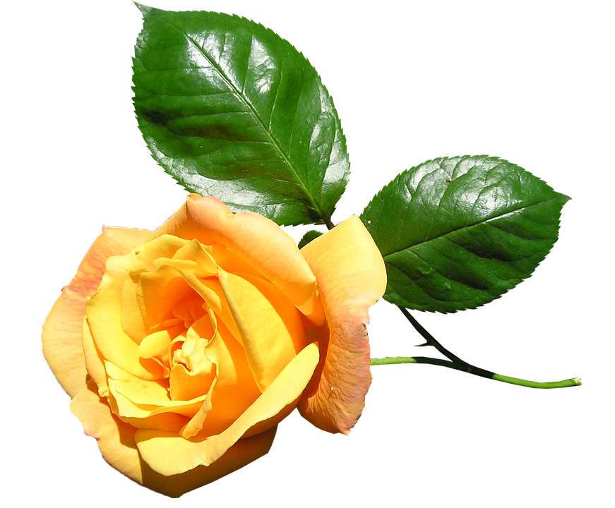 Yellow Rose Transparent Background