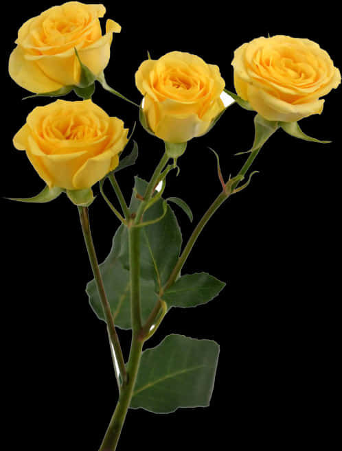 Yellow Roses Black Background