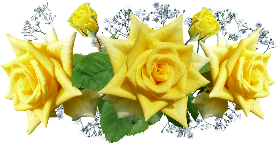 Yellow Roses Transparent Background