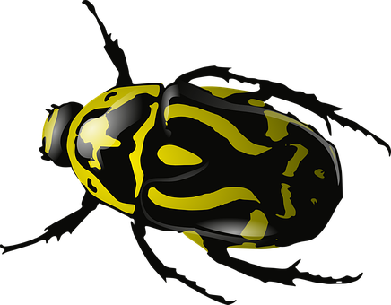 Yellow Striped Beetleon Black Background.jpg PNG with transparent background